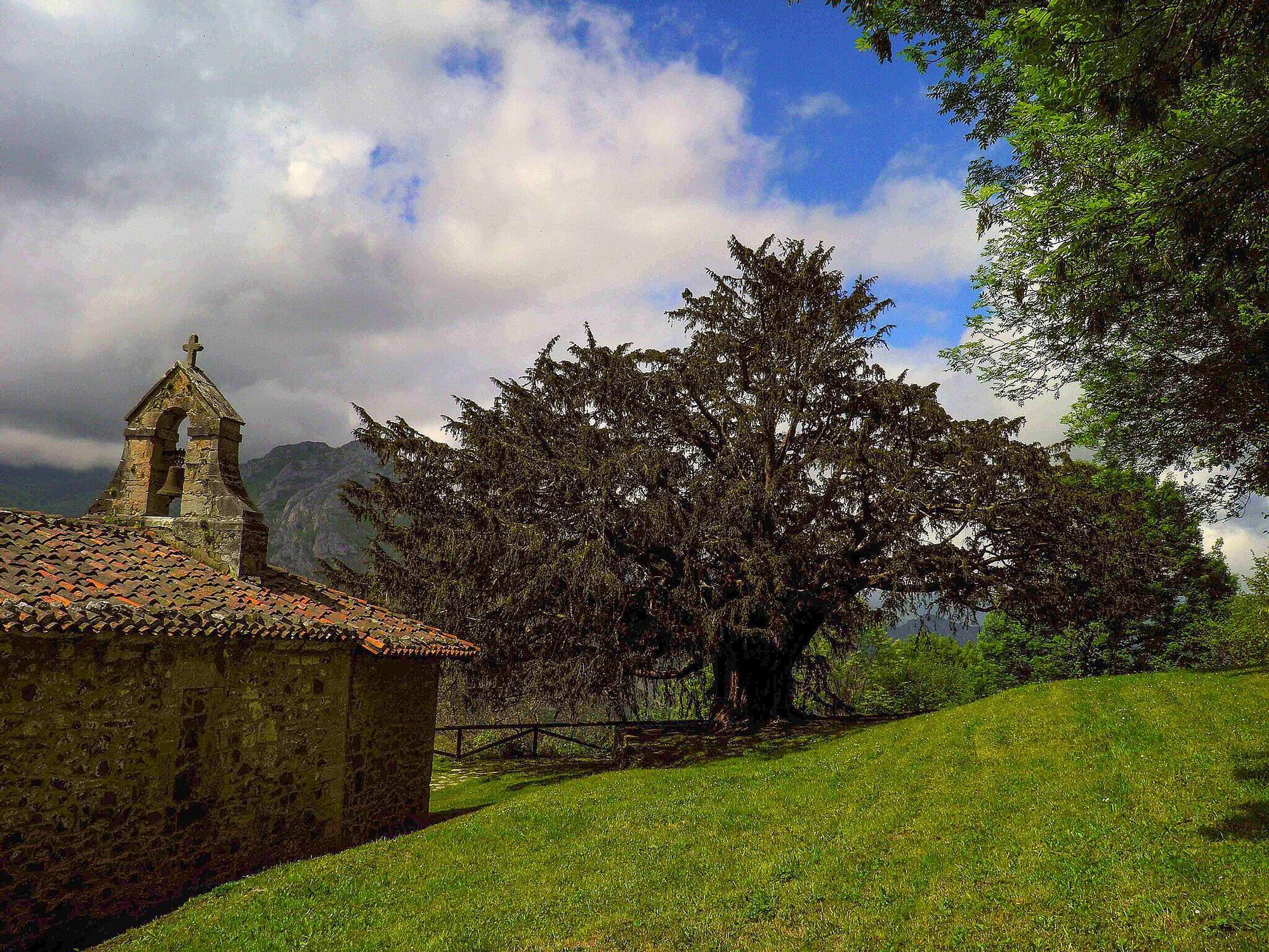 Así es el tejo más antiguo de España, y uno de los más antiguos de Europa