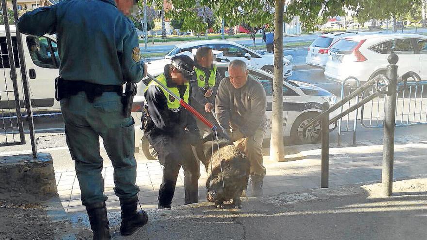 Un «cerdolí» se va de paseo