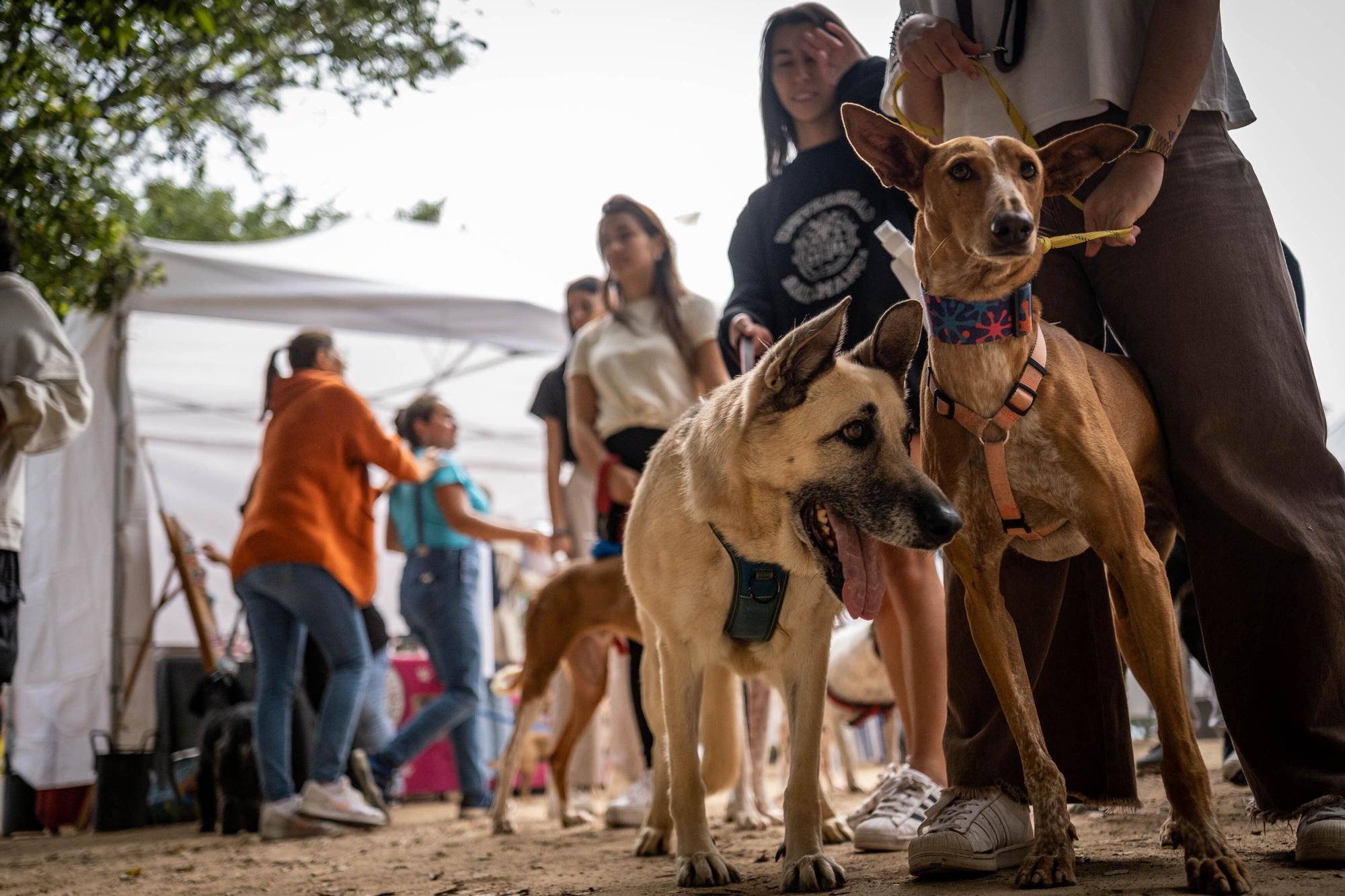 Día de las Mascotas en Santa Cruz de Tenerife