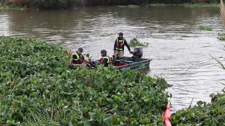 El Senado pide un plan para erradicar el camalote del río Guadiana