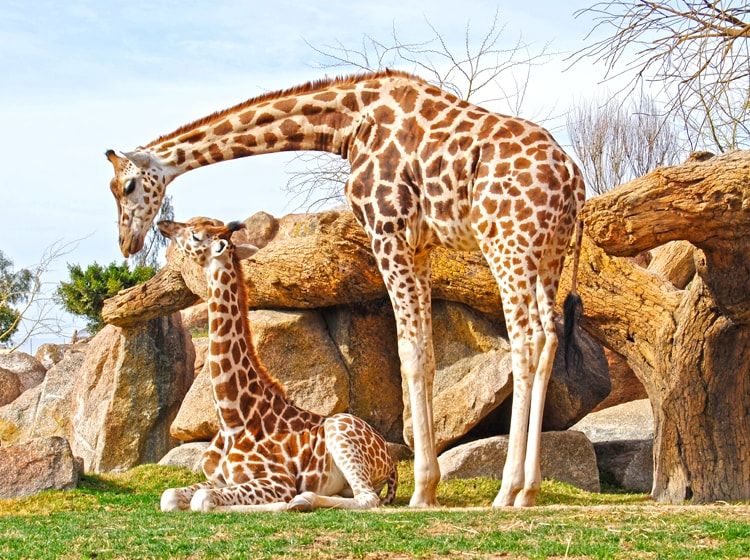 Bioparc València, reconocido como unos de los mejores parques de animales del mundo según National Geographic