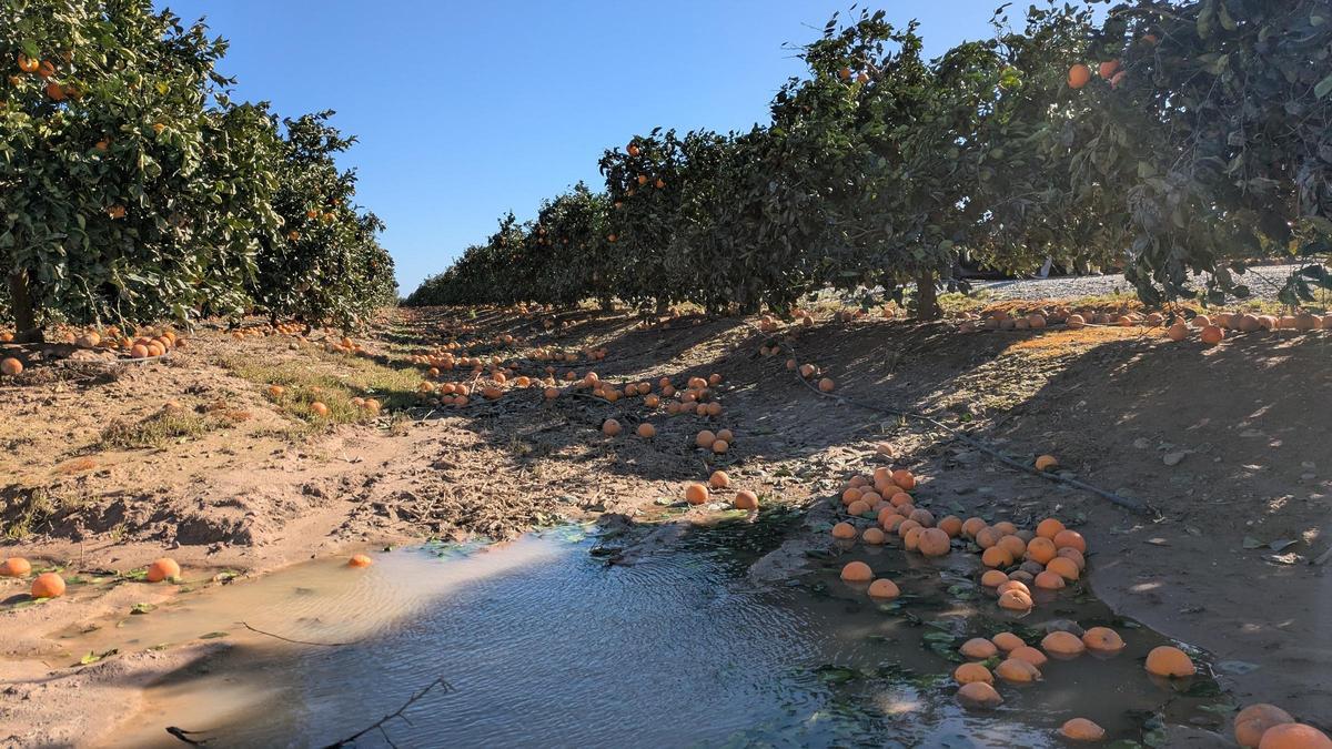 Imagen de una de las explotaciones de cítricos de la Vega del Guadalquivir visitada por el ministro.