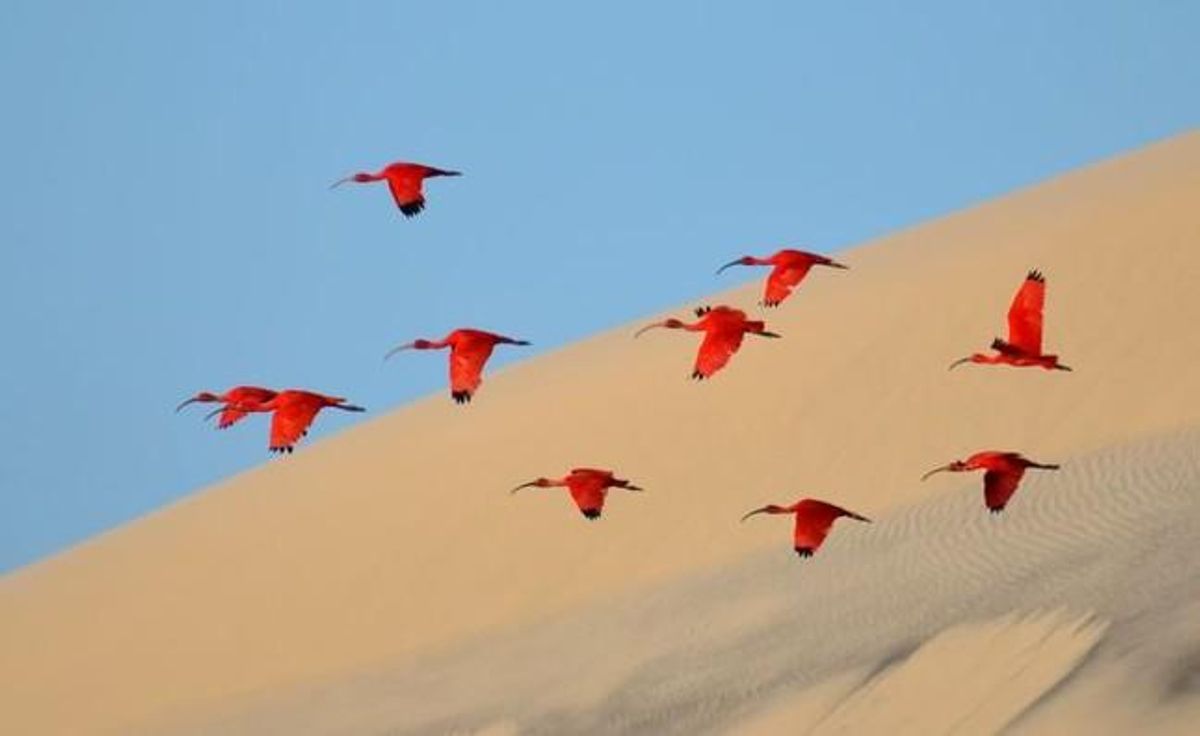 Scarlet ibis 