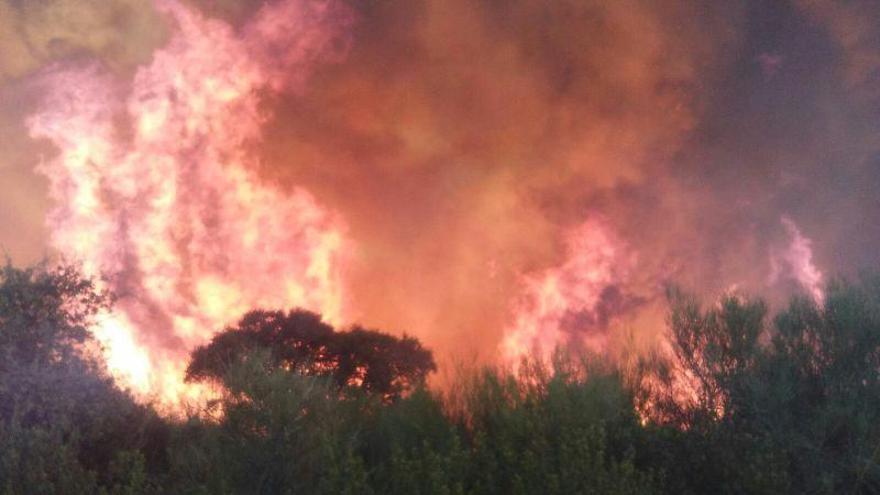 Surge un incendio en un pinar de San Vicente de la Cabeza