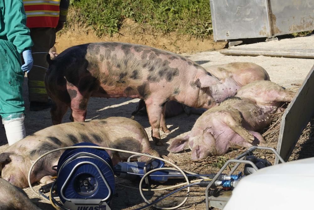 Bolca un camió amb porcs a la Tallada d'Empordà