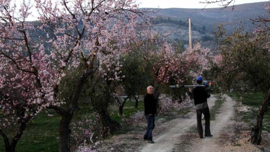 La floración de los almendros está llegando este año con retraso.