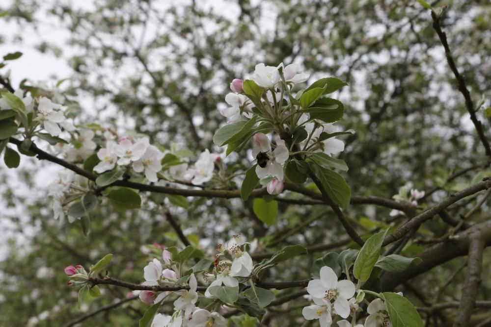Manzanos en flor en Serín