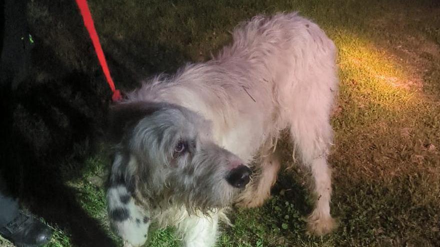 El perro rescatado por la Guardia Civil en O Carballiño.