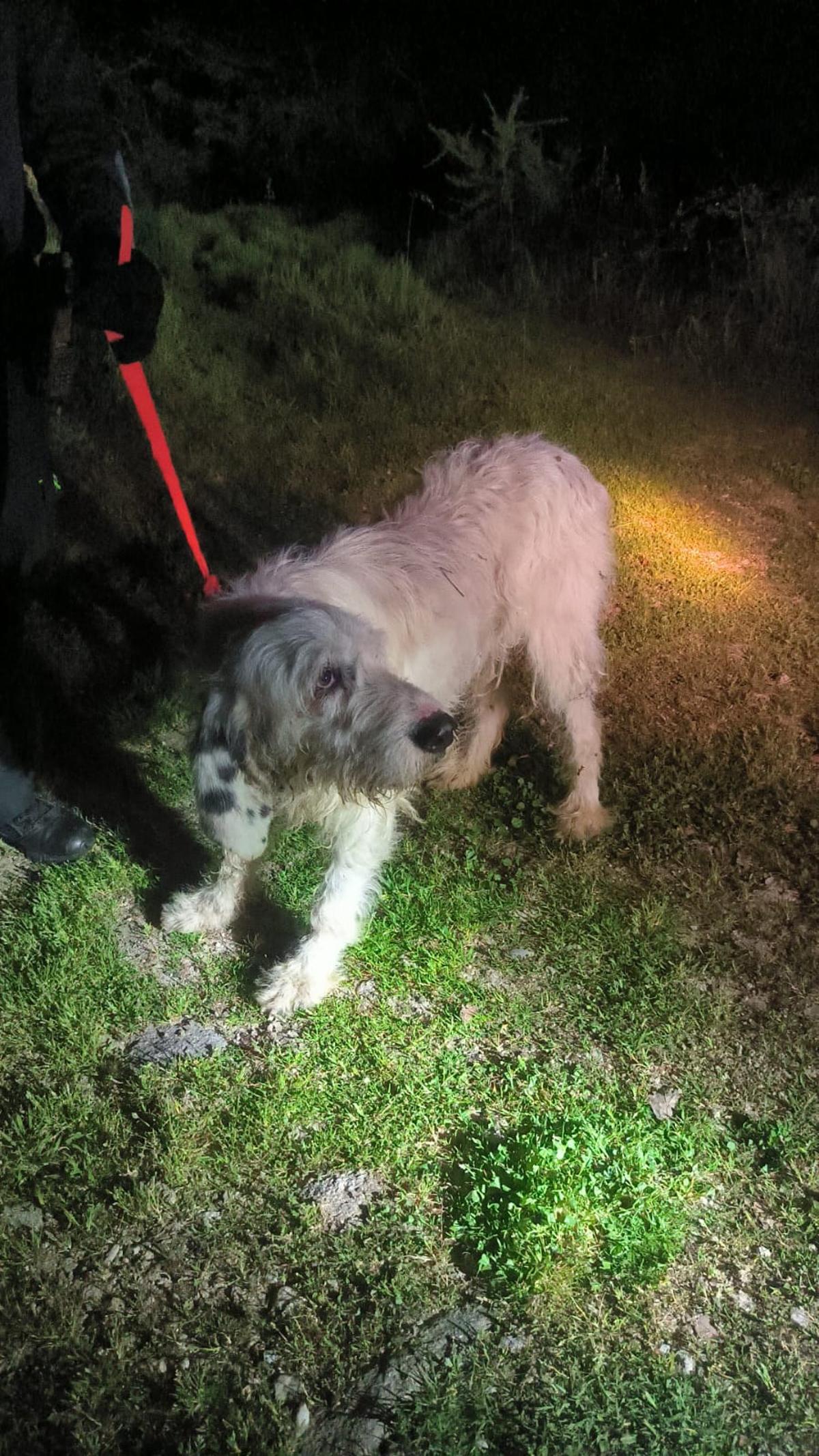 El perro rescatado por la Guardia Civil en O Carballiño.