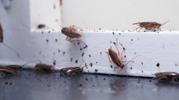 Truco cucarachas: El remedio casero para acabar sin esfuerzo con las  cucarachas en casa