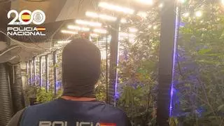 Un hombre detenido con 400 plantas de marihuana en Palma alega que eran para consumo propio