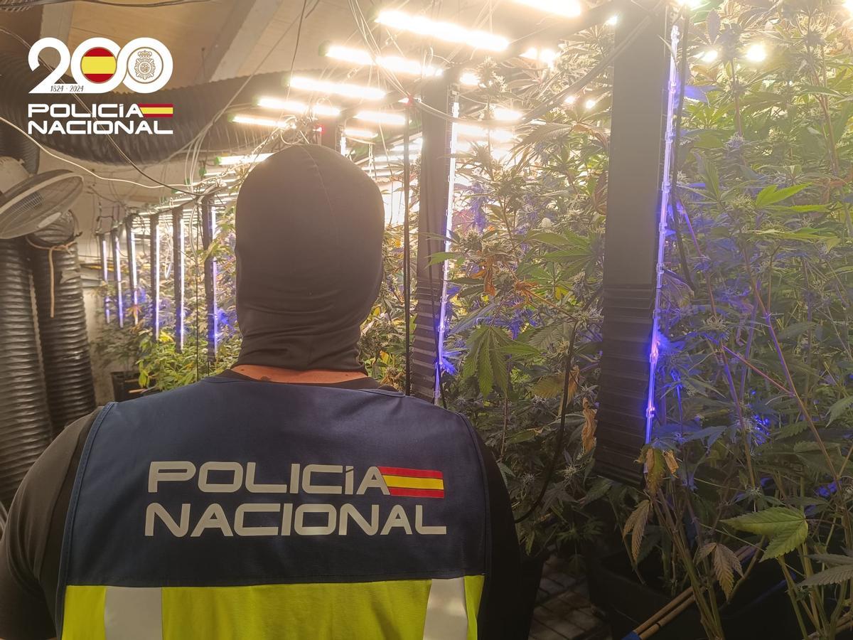 Un policía, en la plantación de marihuana desmantelada.