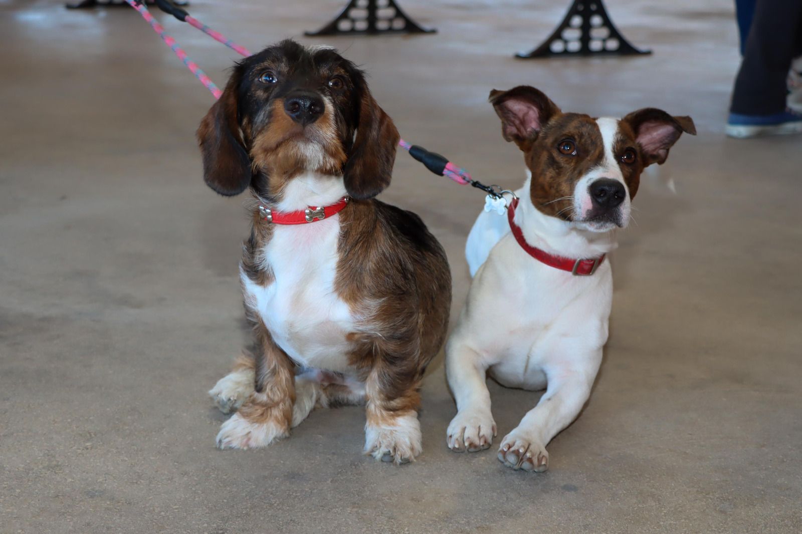 Dos perros que concursaron en el certamen canino de Torrent