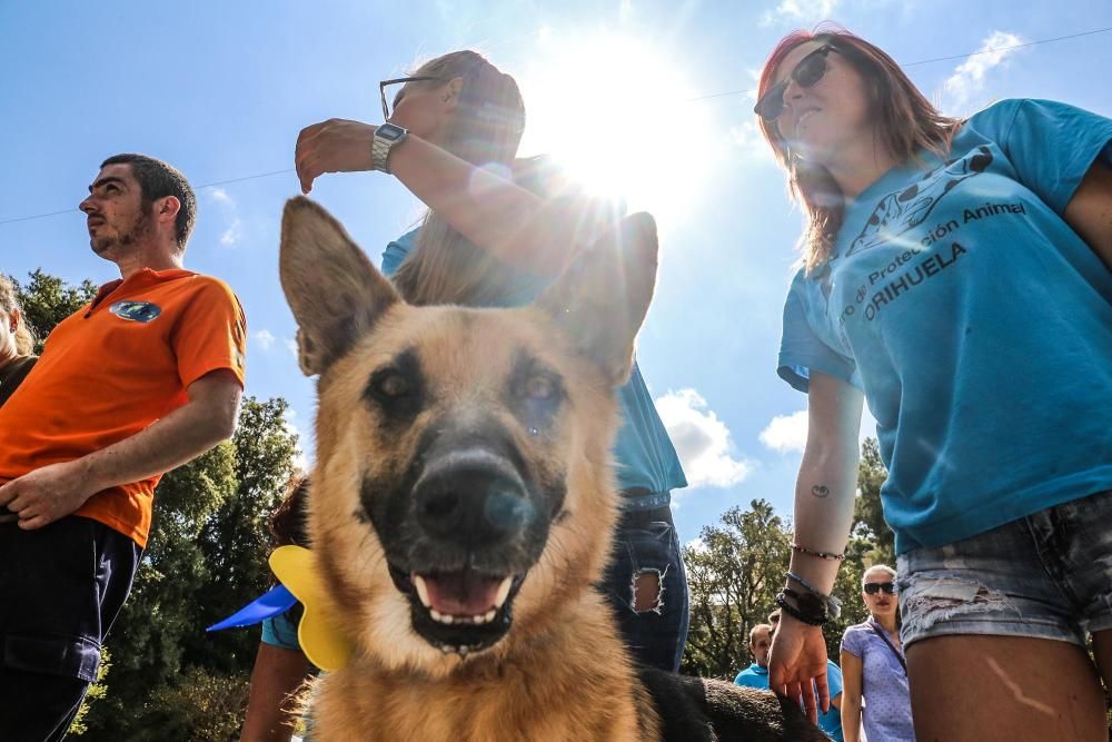 Jornada contra el maltrato animal en Orihuela