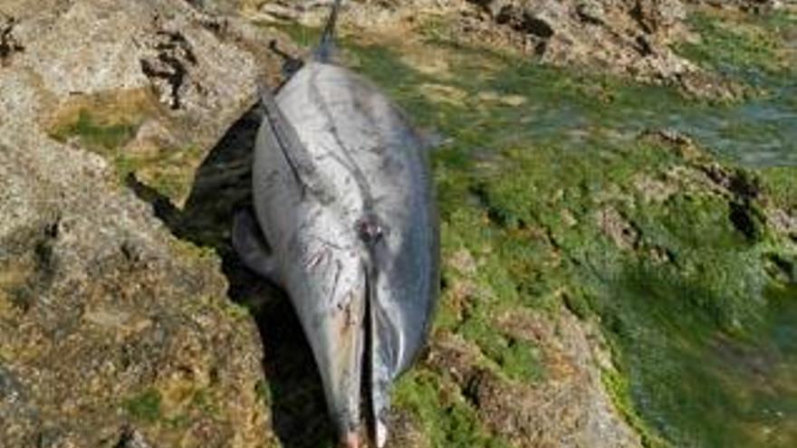 Encontrado muerto un delfín en una playa de Torrevieja