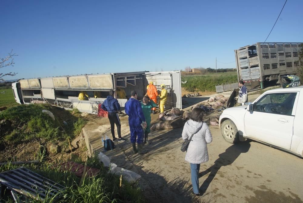 Bolca un camió amb porcs a la Tallada d'Empordà