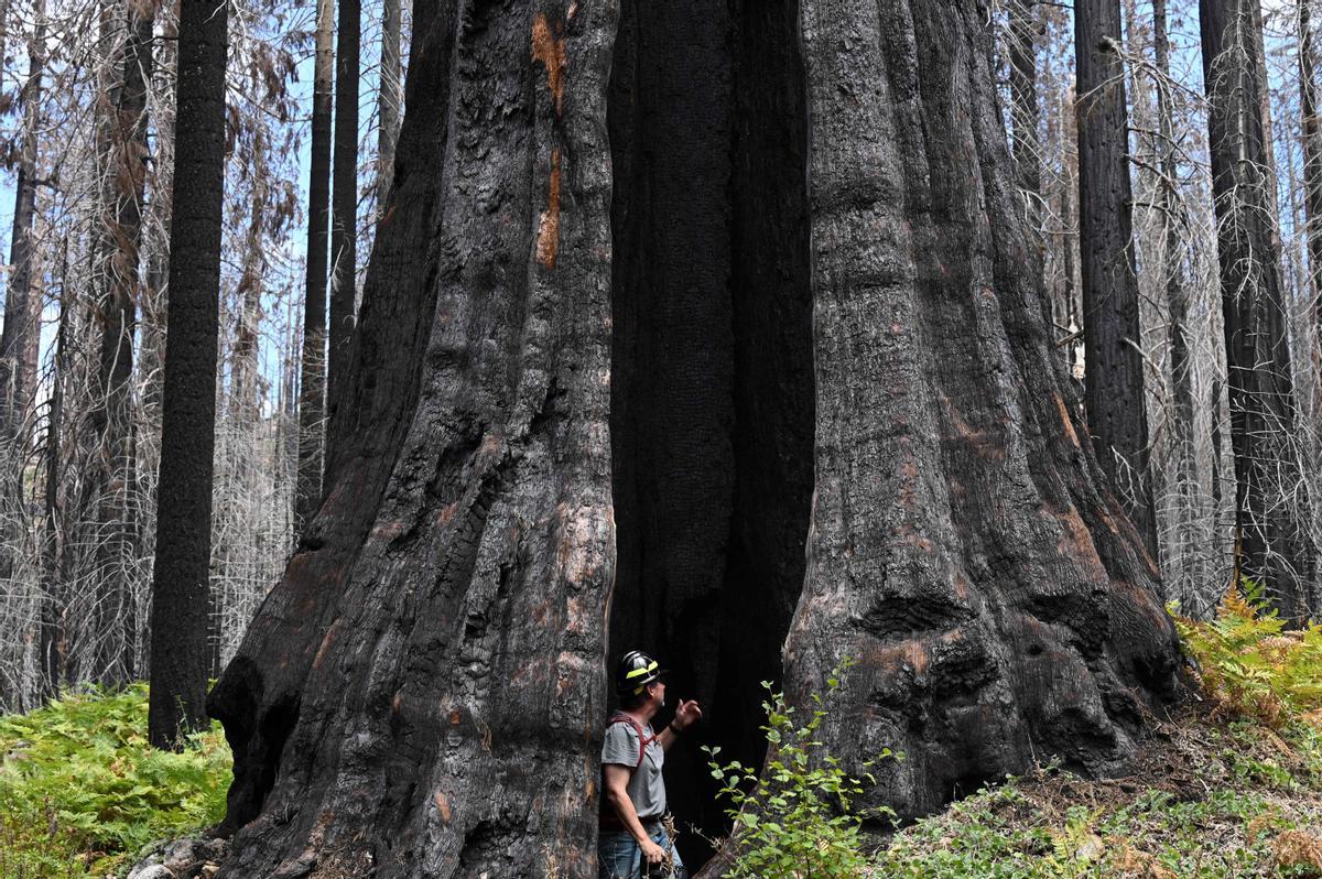 Las secuoyas gigantes de California, en riesgo por los incendios