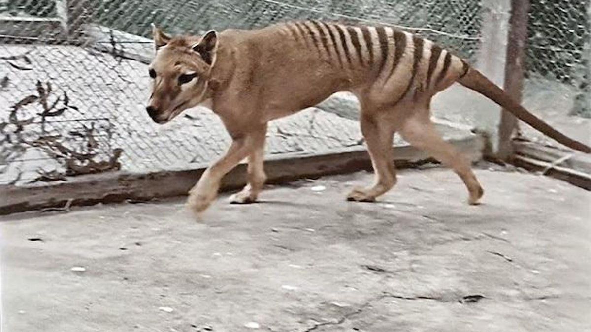 El tigre de Tasmania, animal ya extinto debido a la presión humana