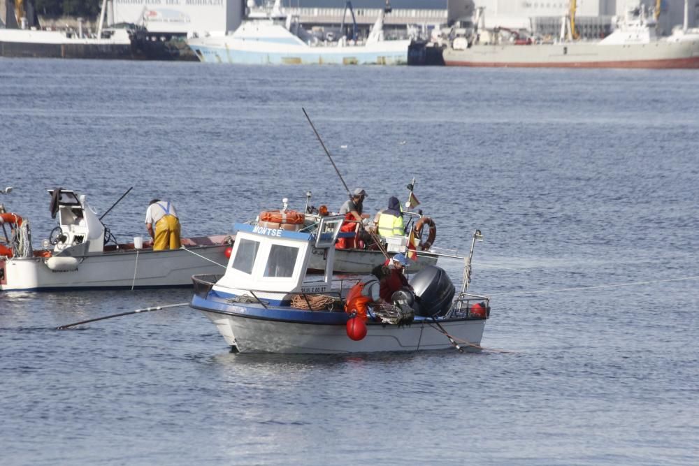 Tibio arranque del libre marisqueo en Cangas