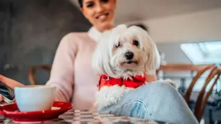 Restaurantes y cafeterías de Vigo 'pet friendly' para disfrutar con tus mascotas