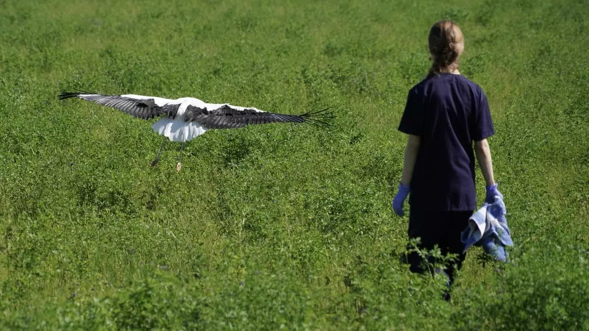 Curar para liberar: El “hospital” que cuida de la fauna en Zamora