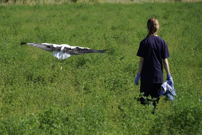 GALERÍA | El Centro de Recuperación de Animales Salvajes ayuda a la fauna a volver a su hábitat natural