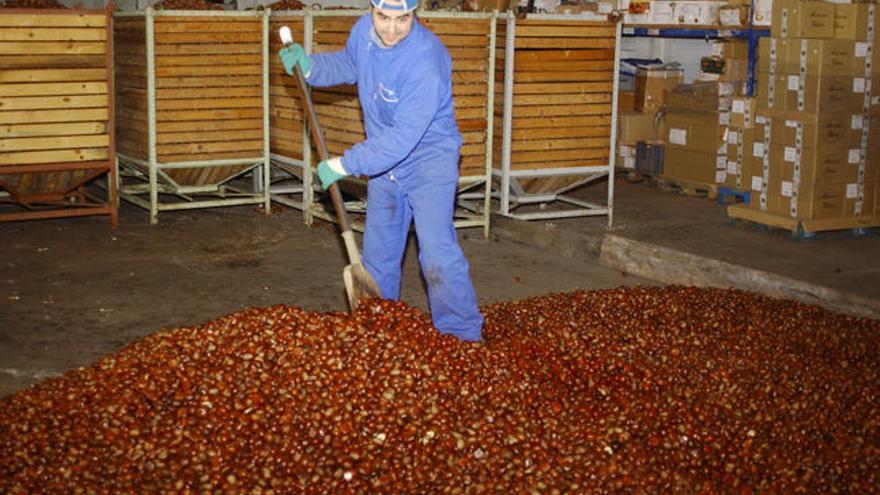 Un trabajador, durante una campaña anterior de recogida de castaña. // Iñaki Osorio