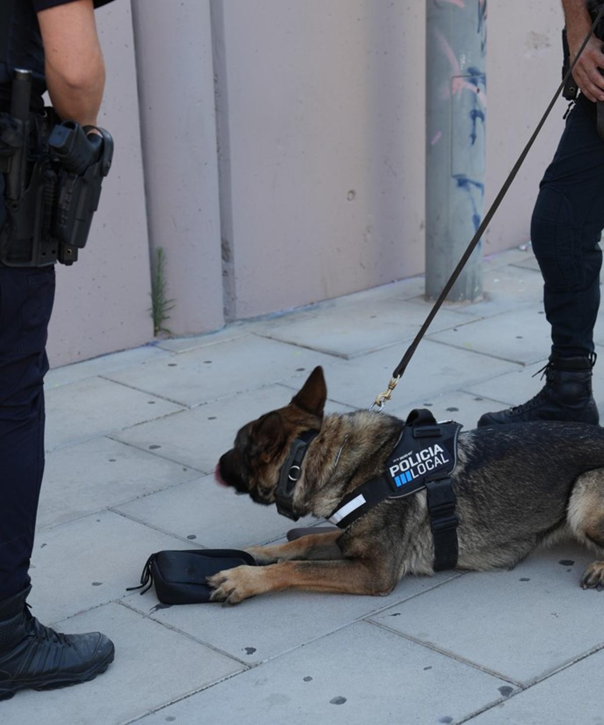 Summer, la perra antidrogas que vuelve a Ibiza este verano para luchar contra el narcotráfico