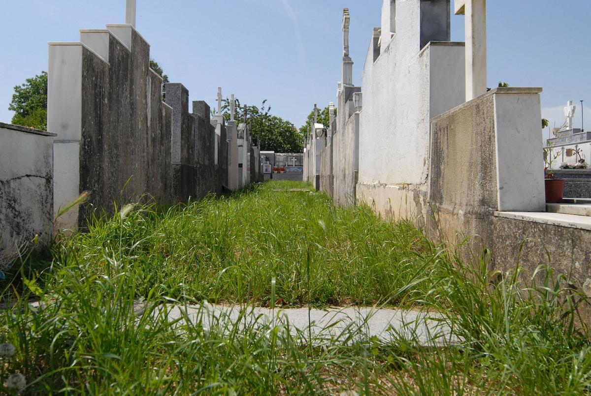 Hierba entre dos filas de tumbas en el antiguo cementerio.
