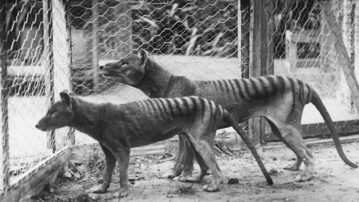 Tigres de Tasmania, en una imagen de archivo.