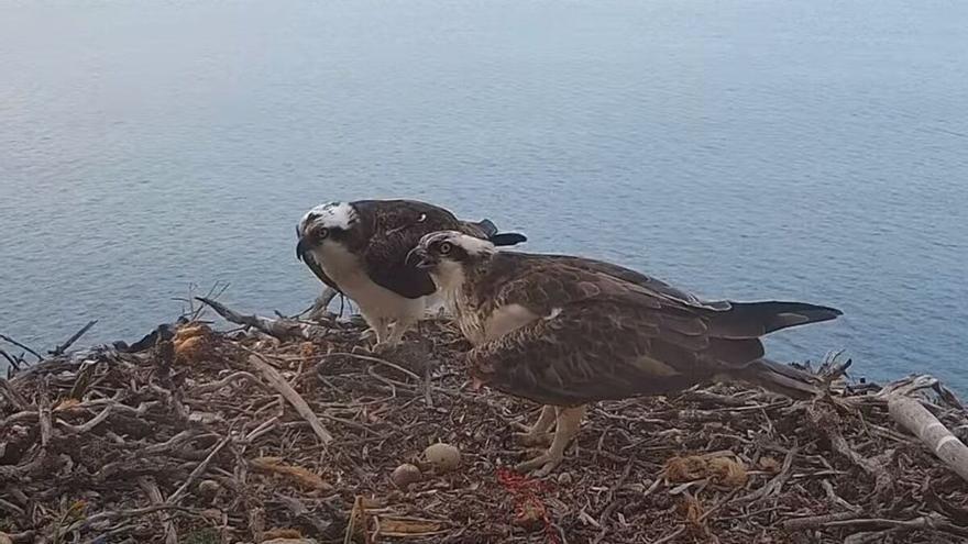 El tremendo &#039;enfado&#039; del águila pescadora de Cabrera al romper accidentalmente uno de los dos huevos que incubaba