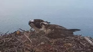 El tremendo 'enfado' del águila pescadora de Cabrera al romper accidentalmente uno de los dos huevos que incubaba