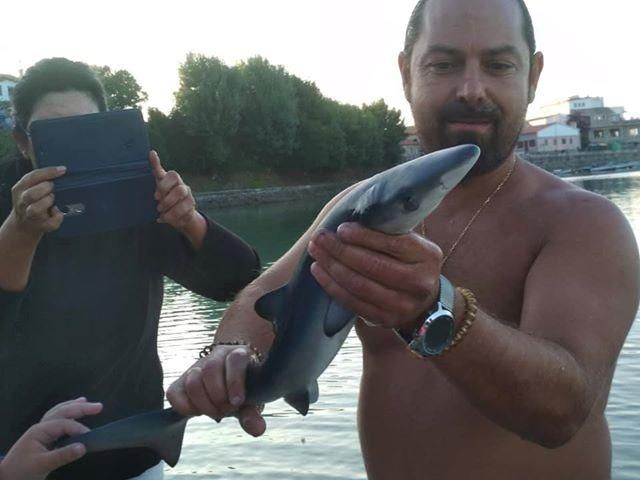 Un tiburón azul sorprende a los bañistas en Marín