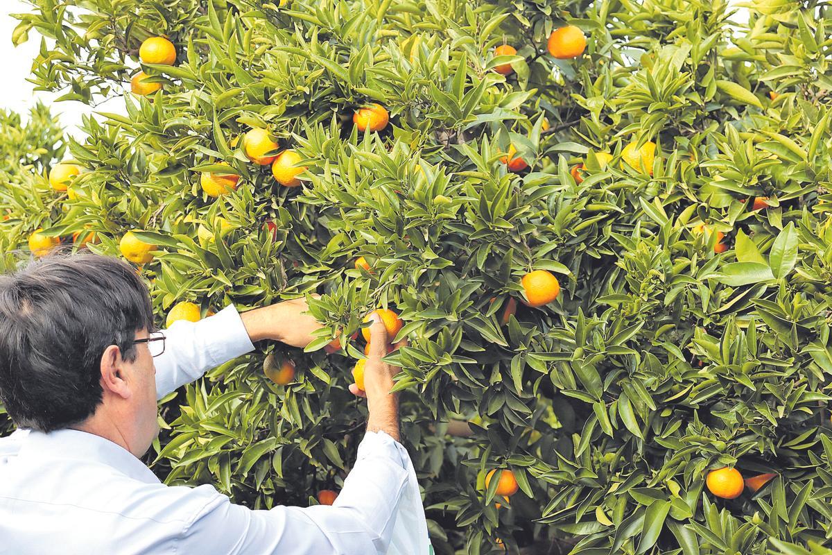 Naranjas en una explotación citrícola.