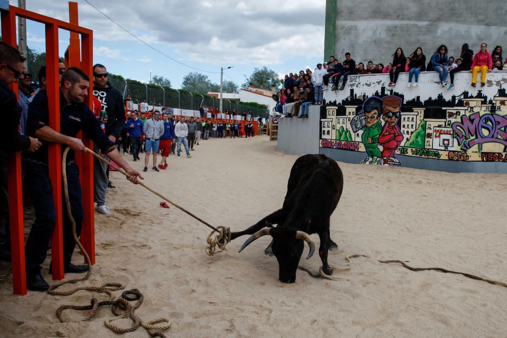 Maniobra para "capturar" una vaquilla