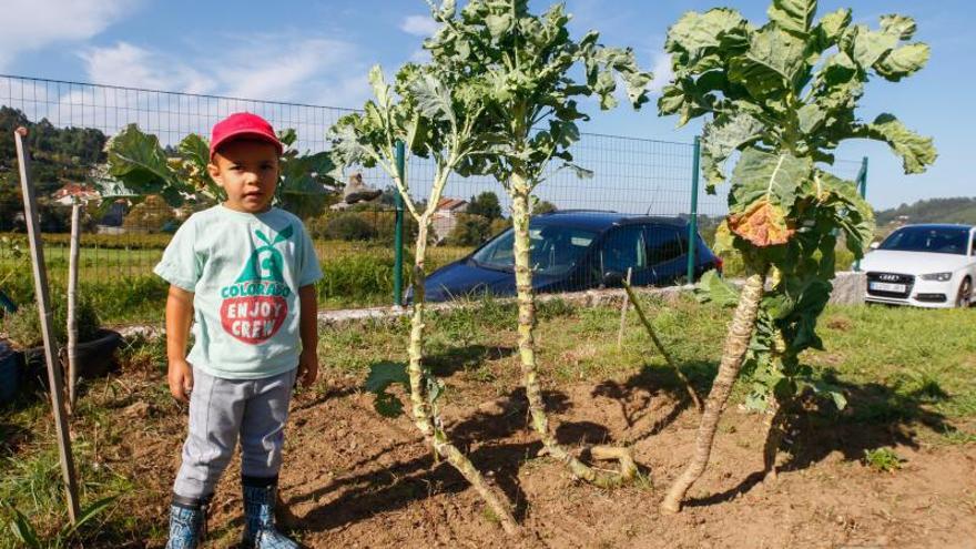 El CRA de Meis dispone de seis escuelas (y siete unidades). Tiene 78 alumnos. Se marchan 21 a Primaria y entran 18 (diez menos que el curso pasado), por lo que la matrícula descenderá de 78 a 75 niños.