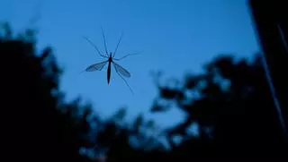 Adiós a los mosquitos en la habitación: el vaso que debes colocar al lado de la ventana para evitar que entren