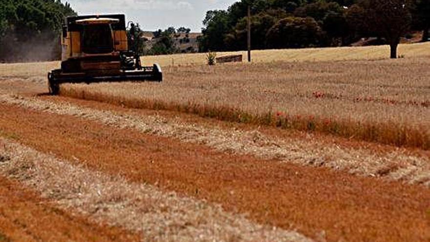 Una maquina agrícola realiza la cosecha de cerea en una parcela, en una anterior campaña.