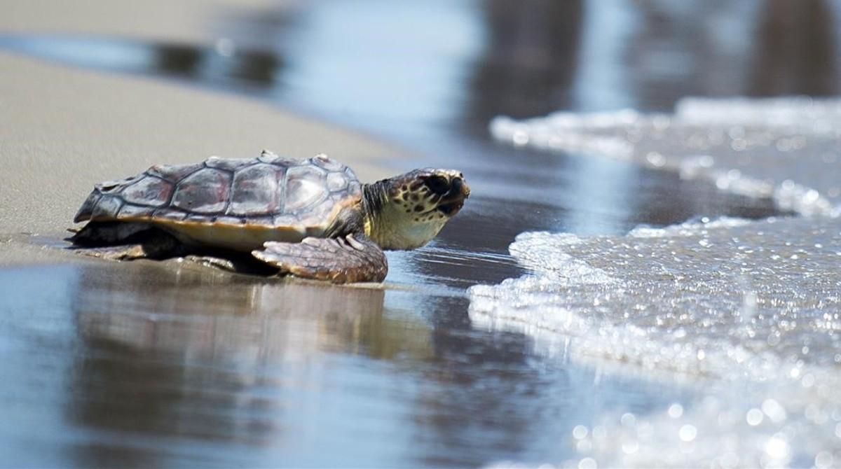 La tortuga Coco, recentment alliberada al CRAM, es dirigeix cap al mar per començar una nova vida. 