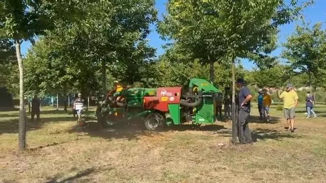 Así es la recolección mecanizada de castaña en una finca del entorno de Santiago