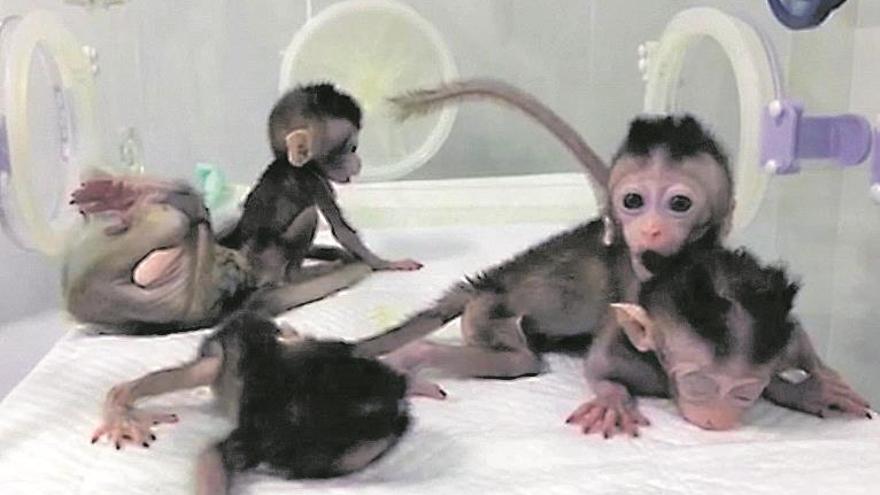 China clona cinco monos a partir de uno con ADN editado