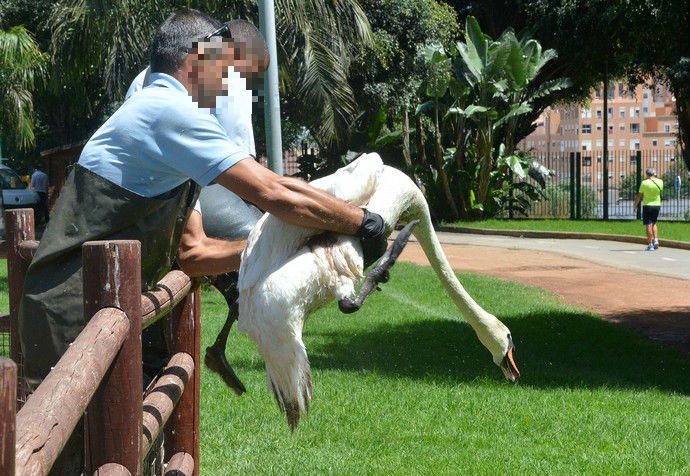 20/08/2018 LAS PALMAS DE GRAN CANARIA. Rescate del cisne blanco mal herido en el Parque Juan Pablo II.    Fotografa: YAIZA SOCORRO.