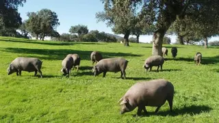 Piden desde Extremadura la declaración de Patrimonio de la Humanidad para la dehesa