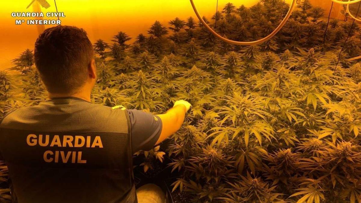 Desmanteladas dos plantaciones de marihuana y un punto de venta en Puente Genil