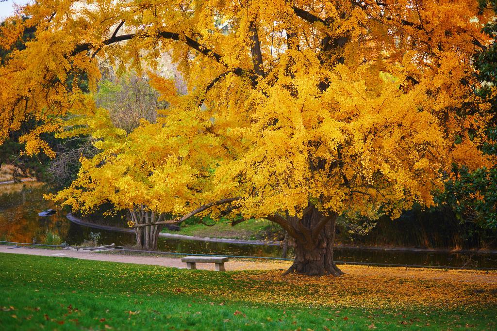 Este árbol se conoció en el resto del mundo en 1690.