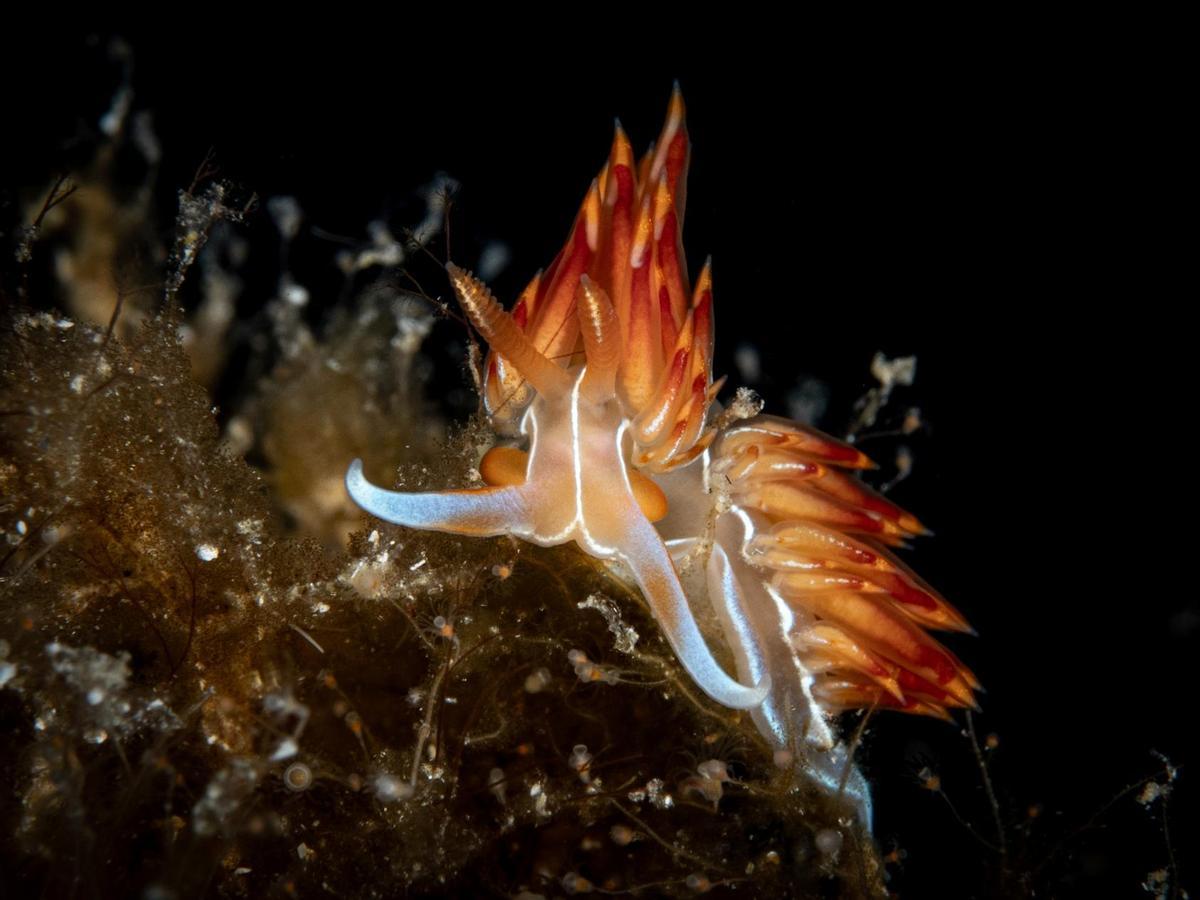 Eine Meeresschnecke der Art Nemesognis banyulensis.