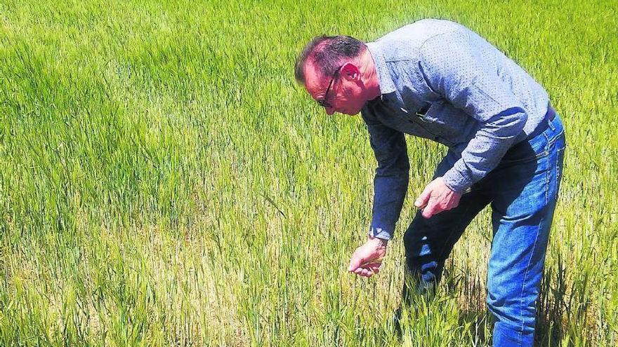 Un agricultor muestra los efectos de la sequía en el campo