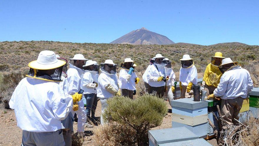 The Cabildo de Tenerife endorses the increase in hives on Teide to reach 3,000