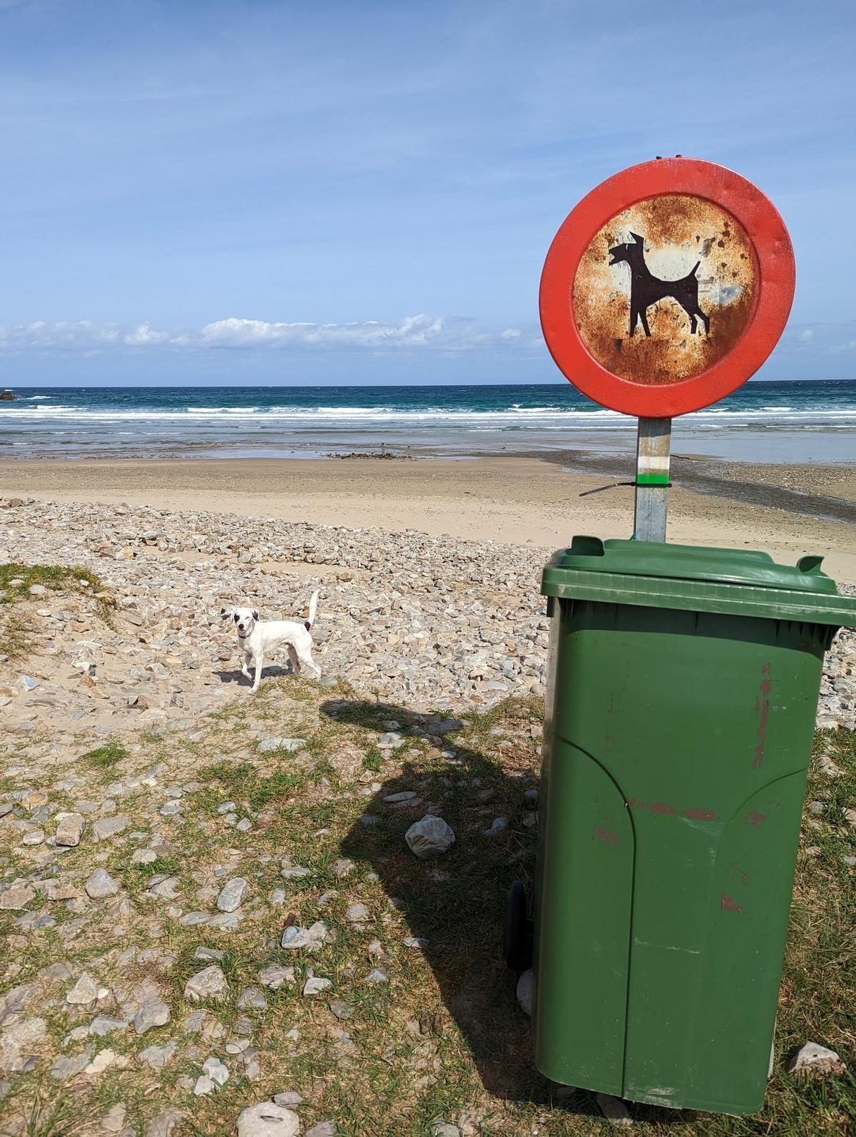 Un perro en la playa de San Pedro de la Ribera
