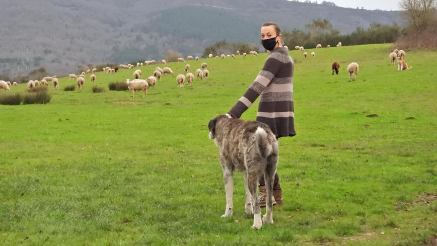 Ourense, tierra de ovejas, cabras y pastores